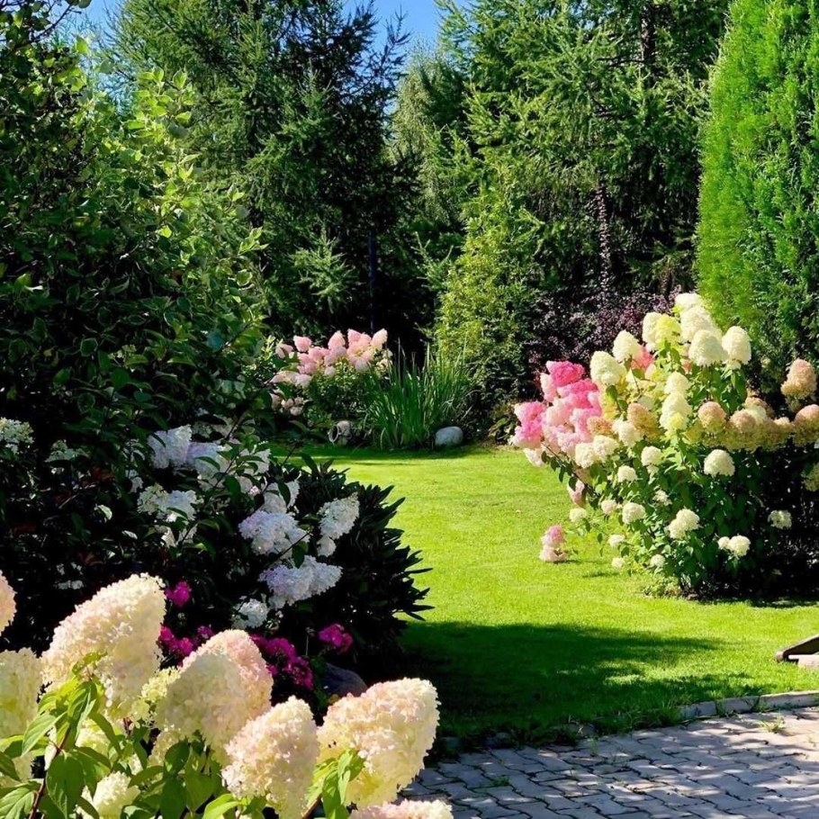 Гортензия метельчатая с хвойниками