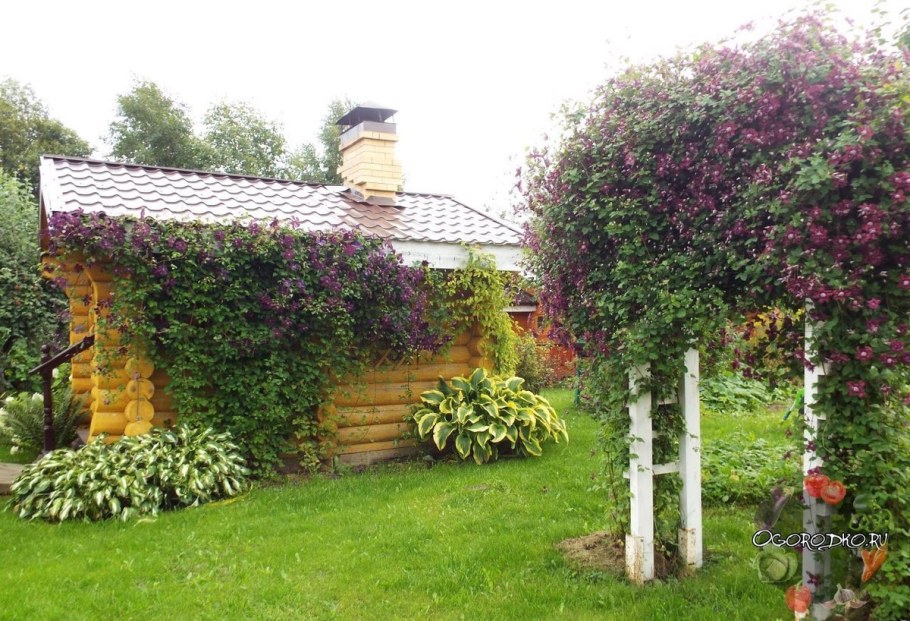 Жимолость каприфоль арка