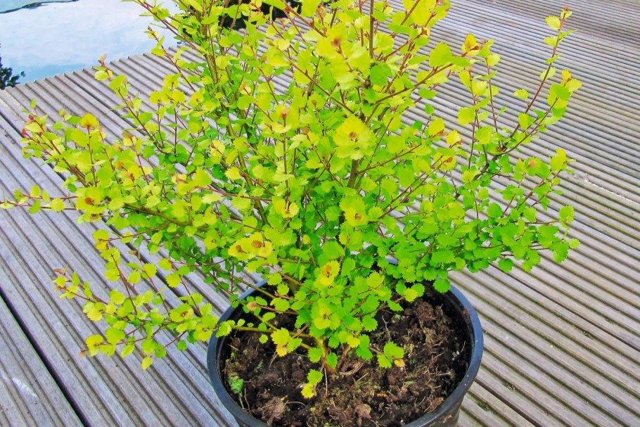 Береза Нана Голден Треже