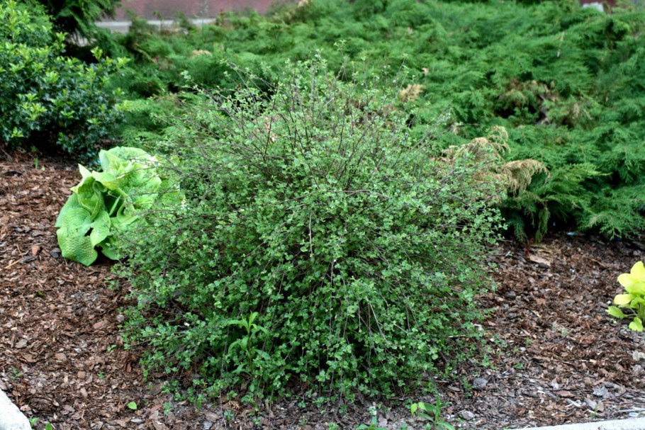 Береза Нана Betula Nana Golden Treasure