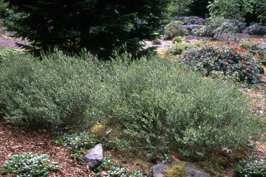 Береза Бетула Нана