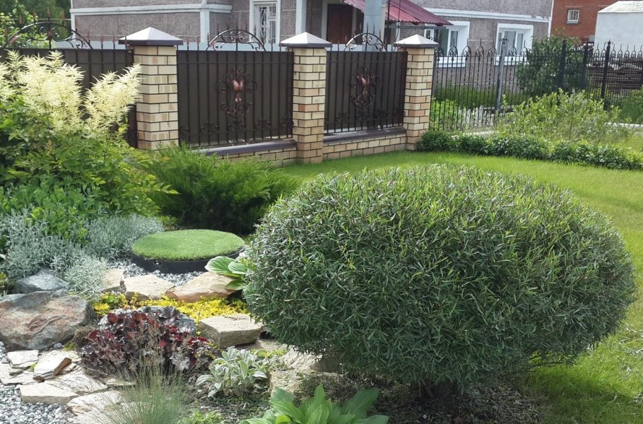 Ива шаровидный карлик