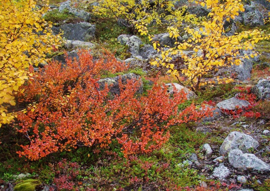 Береза карликовая Нана Betula Nana