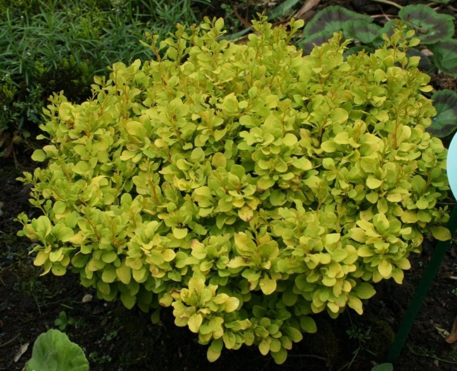 Барбарис Тунберга (Berberis thunbergii "Golden Zwerg