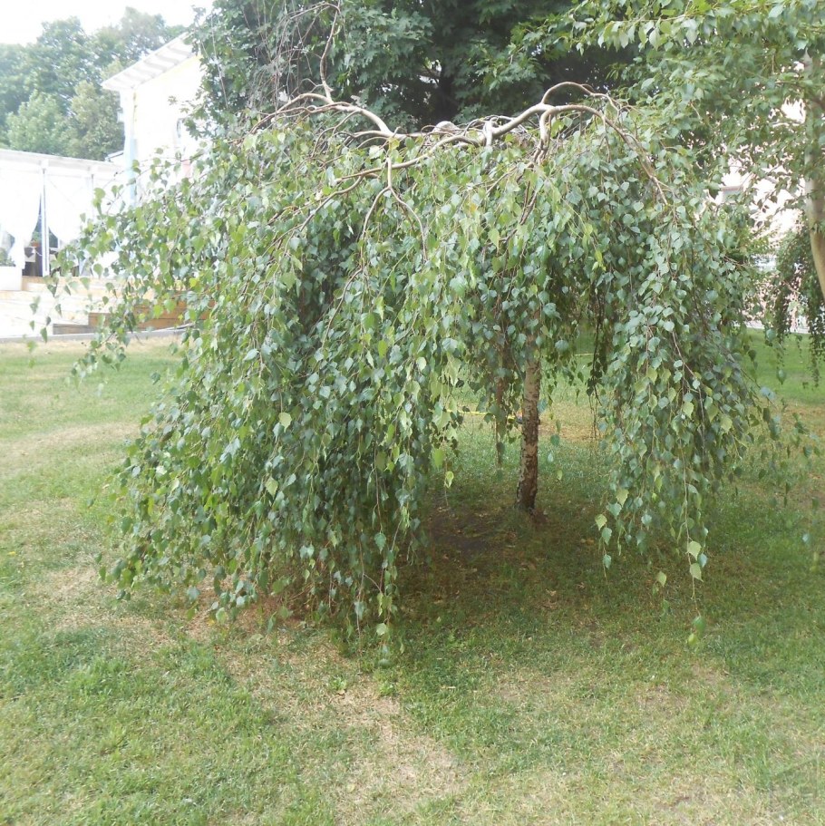 Береза плакучая Youngii