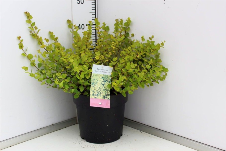 Береза карликовая Голден Треже