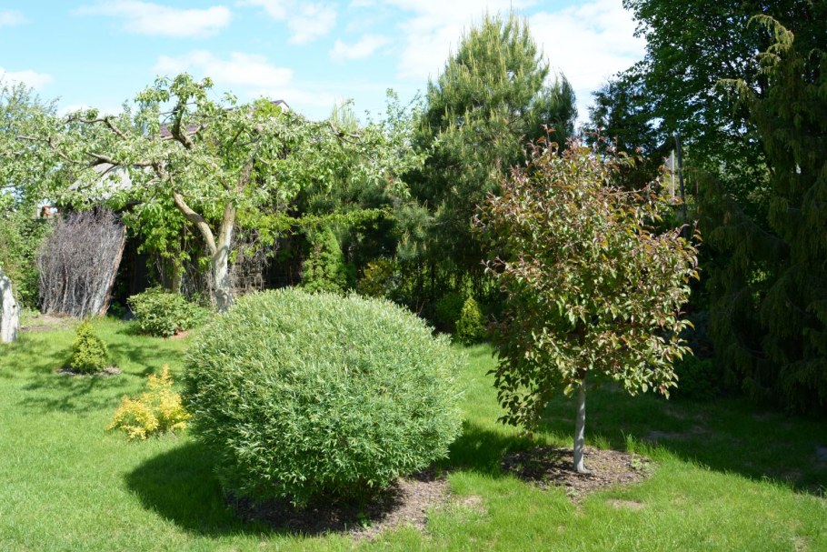 Ива пурпурная Грацилис Нана