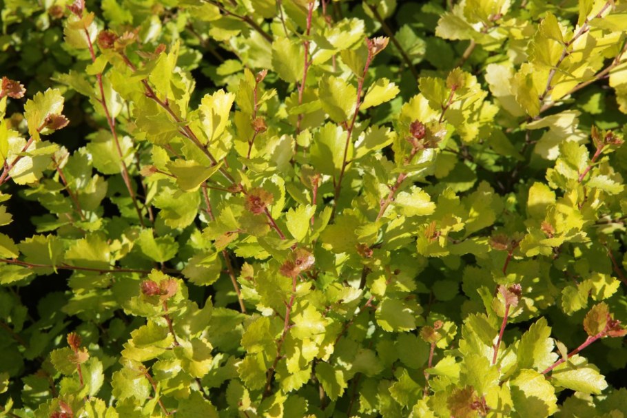 Береза карликовая Голден Треже