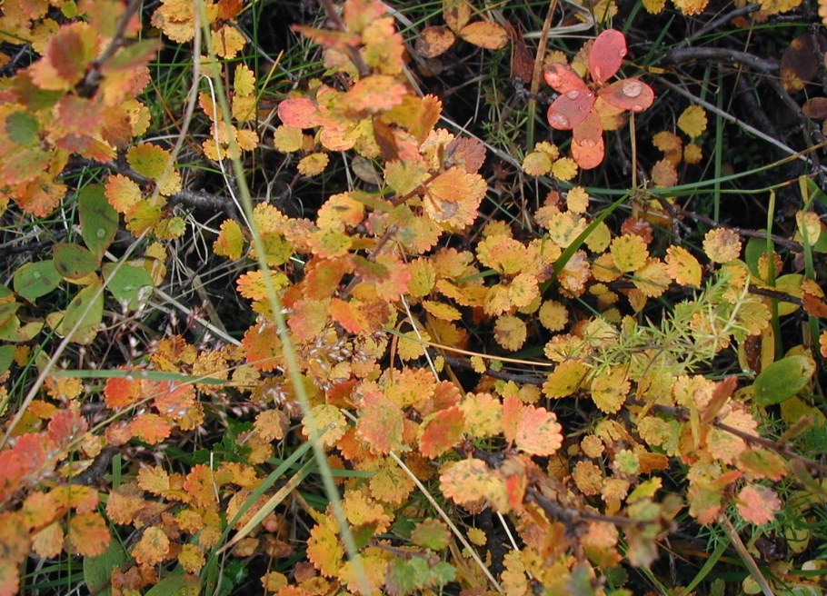 Береза Голден Треже