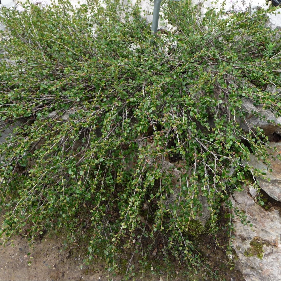 Береза Бетула Нана