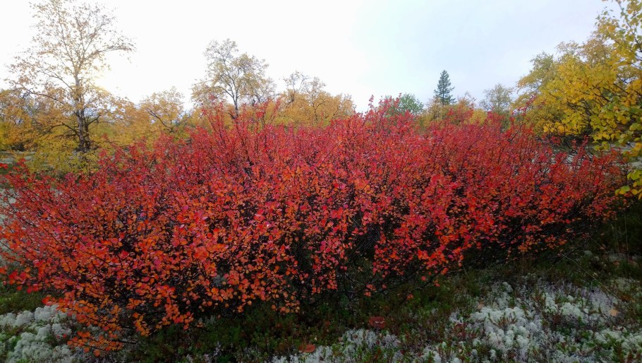Берёза карликовая Голден Дрим