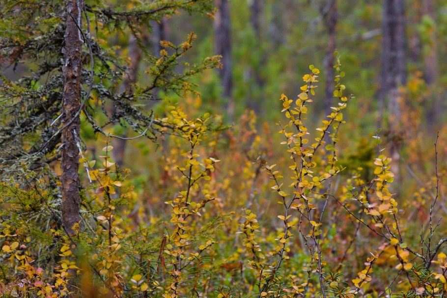 Береза карликовая "Голден Трейжа"