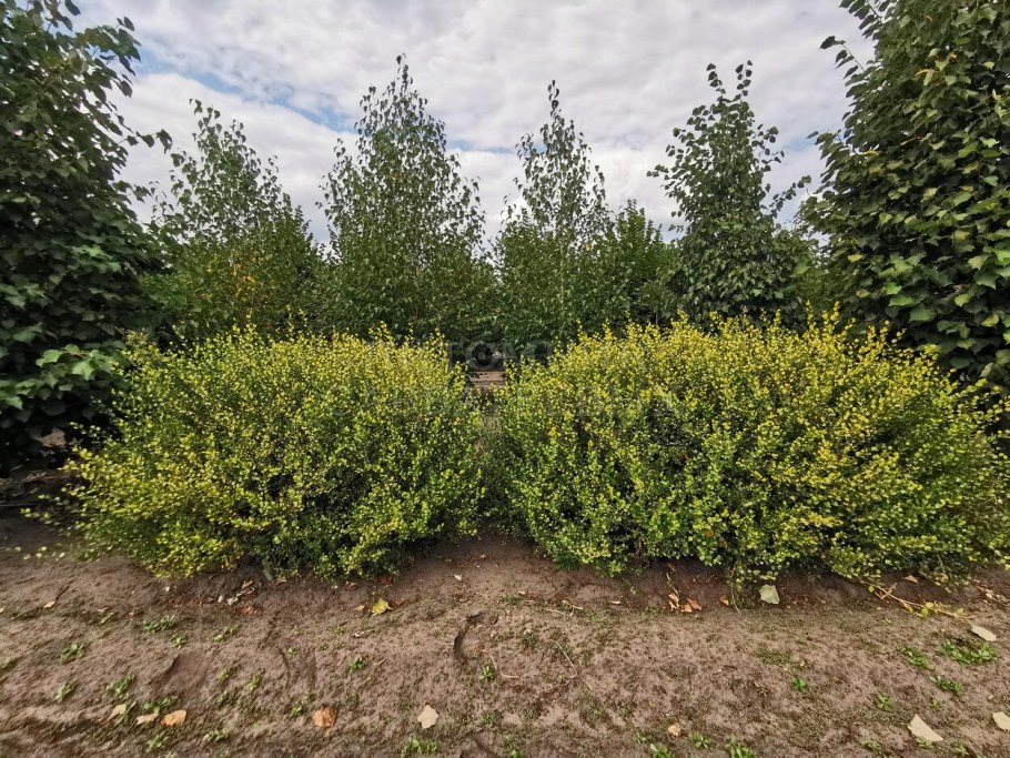 Береза карликовая Голден Треже