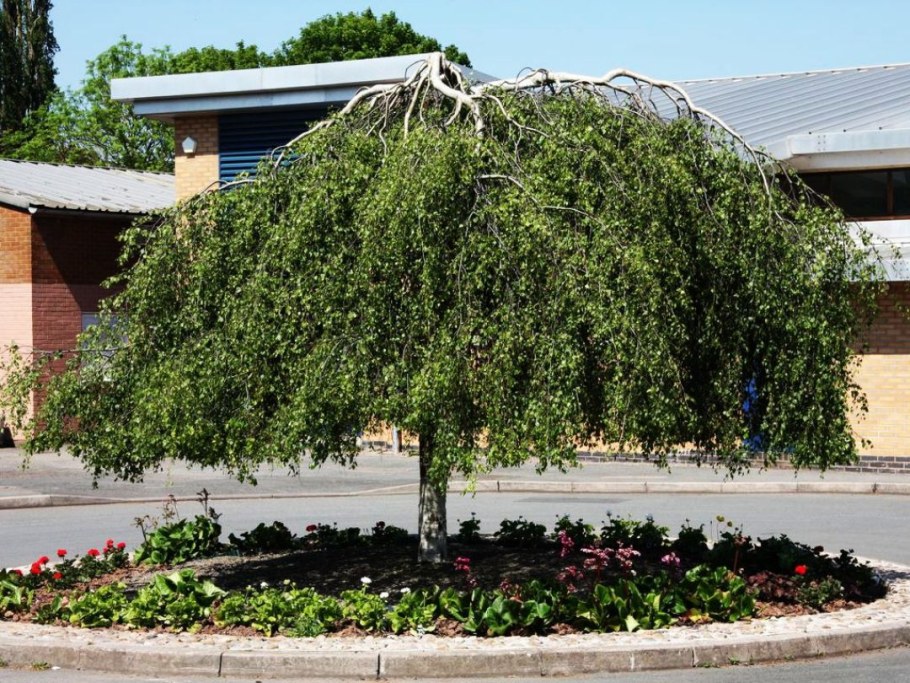 Береза повислая Юнги Betula pendula Youngii