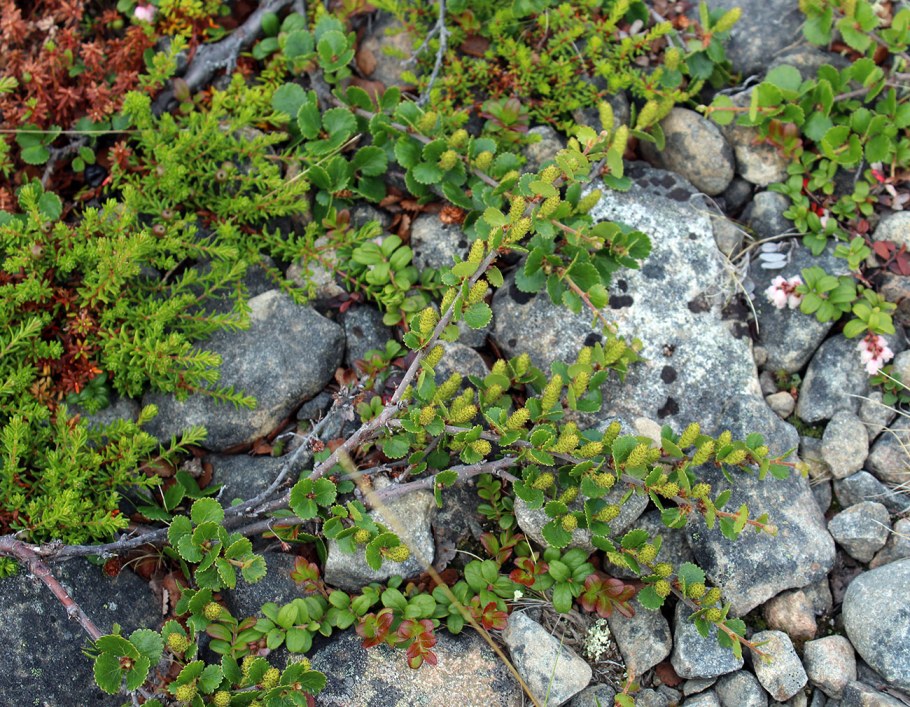 Береза Голден Треже