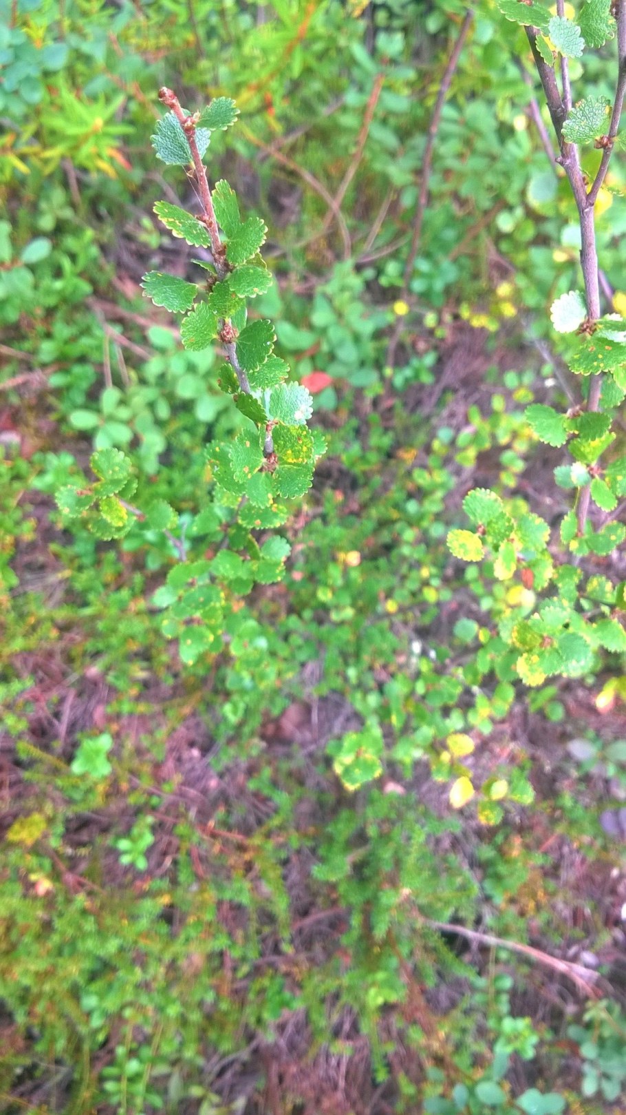 Карликовая береза Кольский полуостров