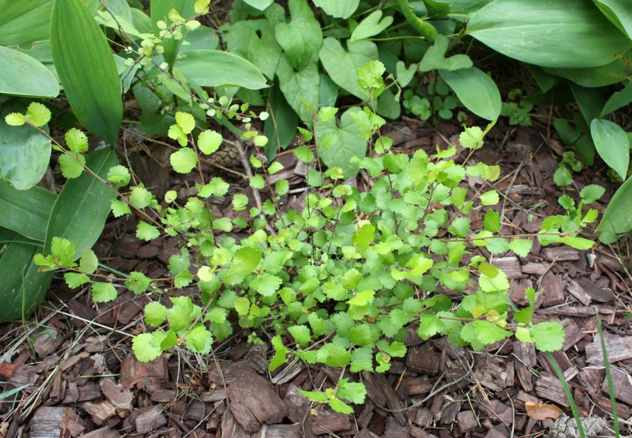Betula Nana Golden Treasure