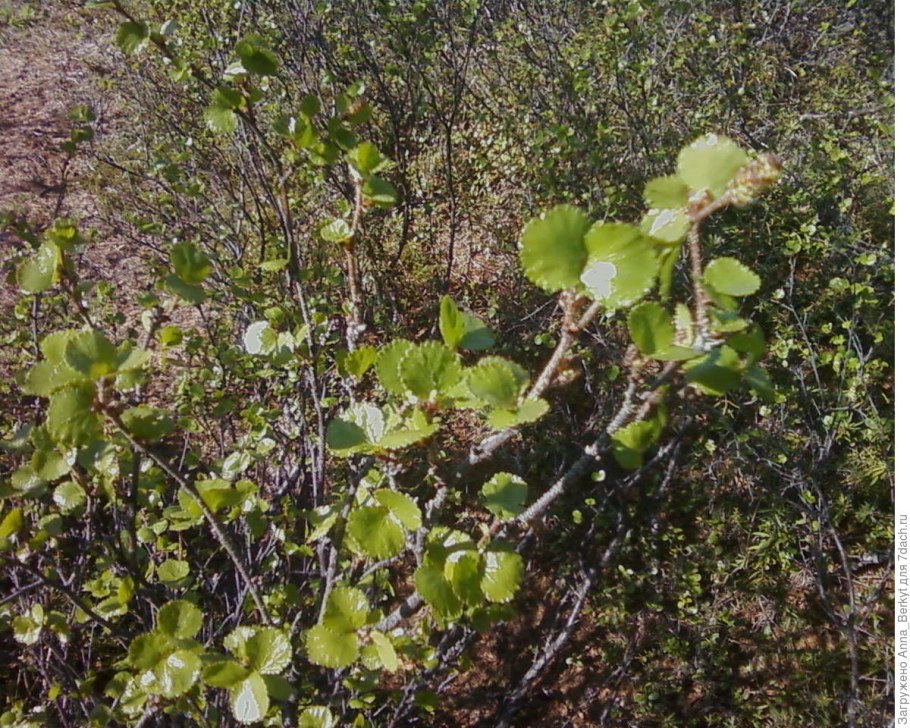 Карликовая береза в саду