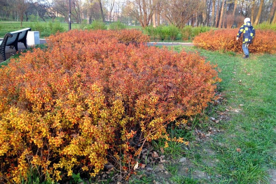 Береза карликовая "Голден Трэже"