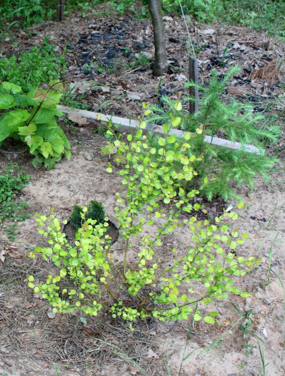 Голден Треже береза Nana Betula