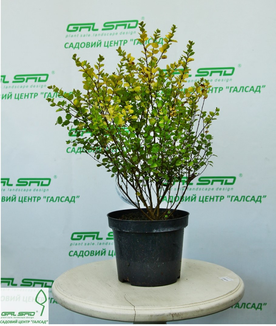 Береза Бетула Нана Голден Треже