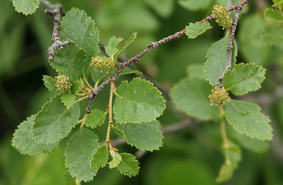 Береза низкая Betula humilis