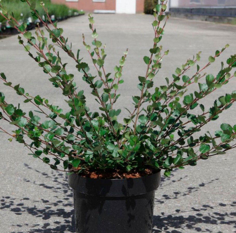 Береза Нана Голден Треже