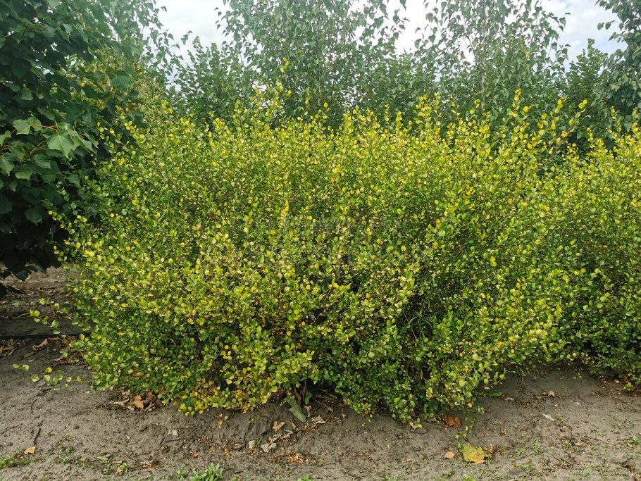 Берёза карликовая Голден Дрим