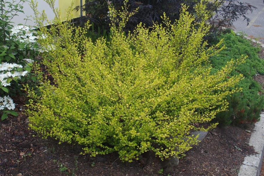 Берёза карликовая Голден Дрим