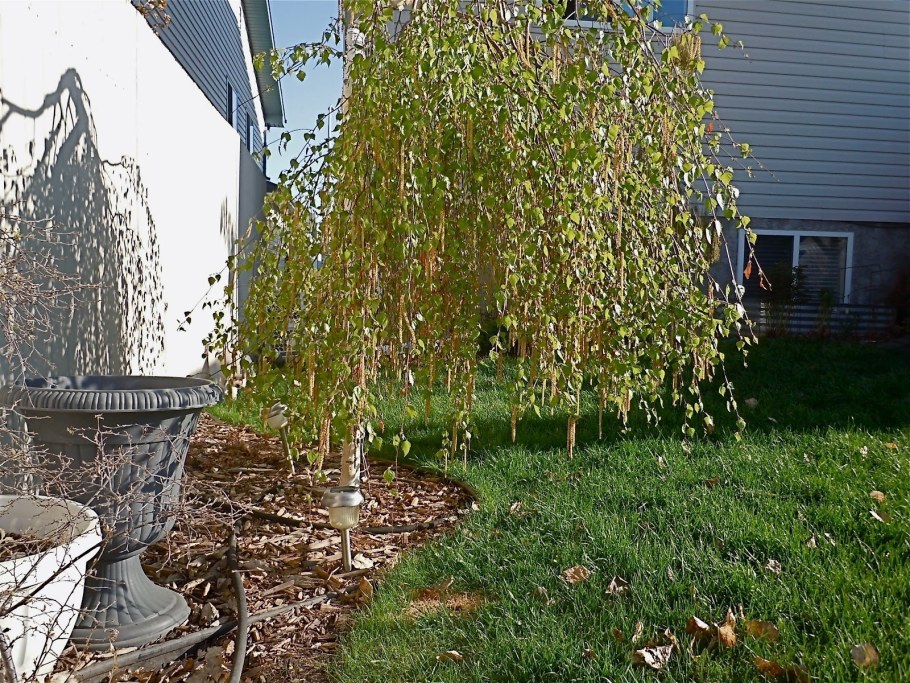 Береза карликовая повислая