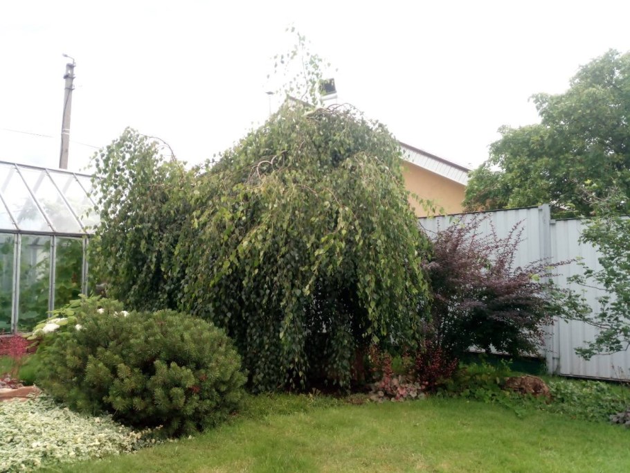 Ива штамбовая плакучая