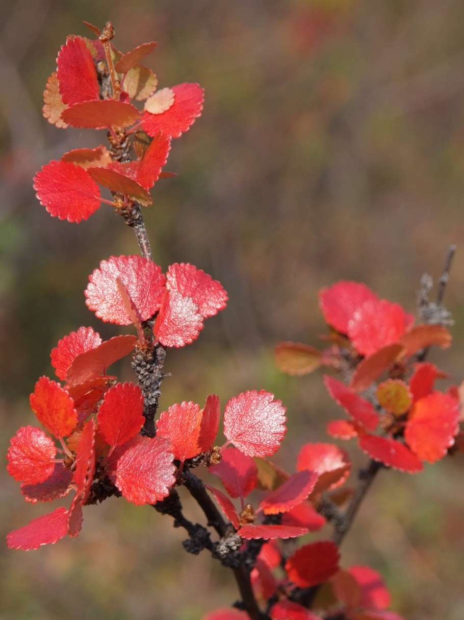 Берёза карликовая