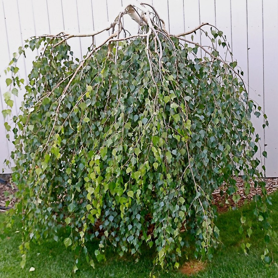 Береза Пендула