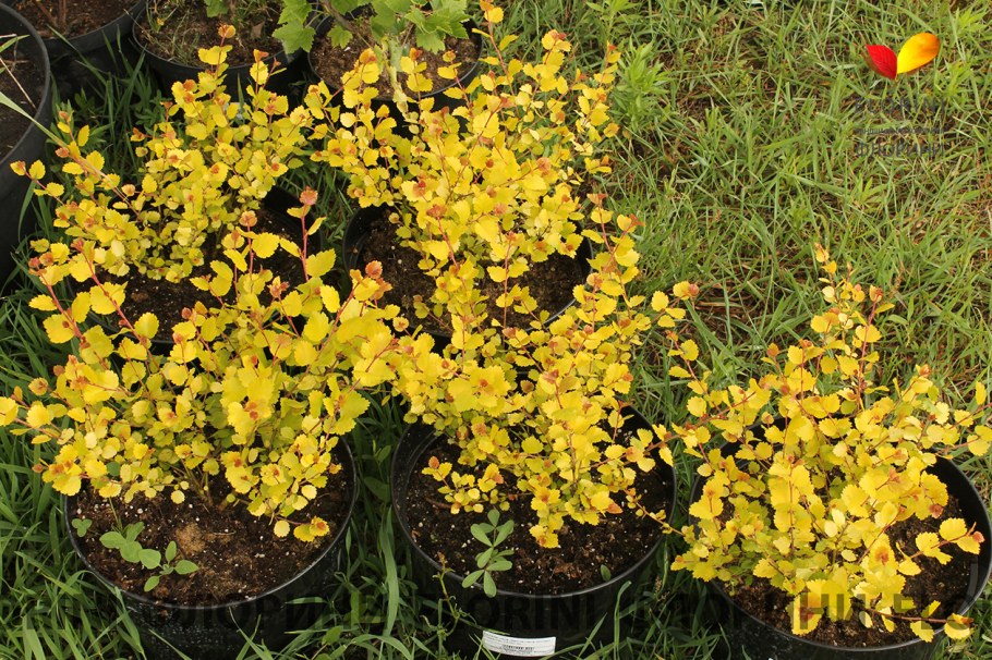 Берёза карликовая Голден Дрим