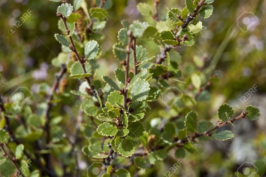 Растения тундры карликовая береза