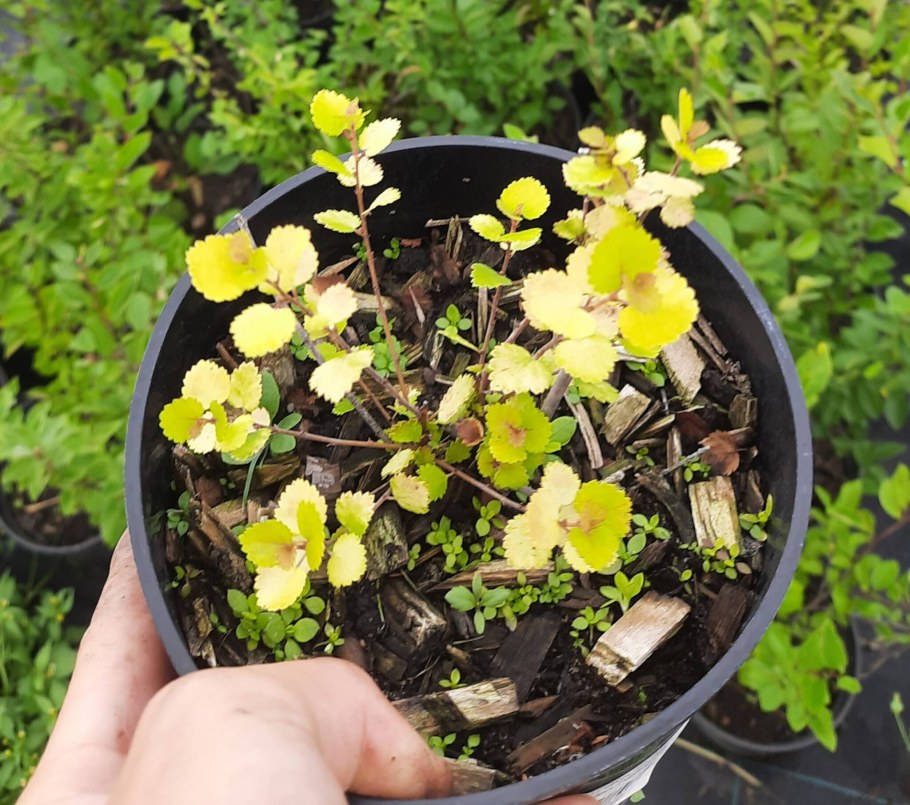 Береза Нана Голден Треже максимальный рос