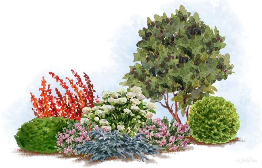 Спирея с барбарисом и гортензией