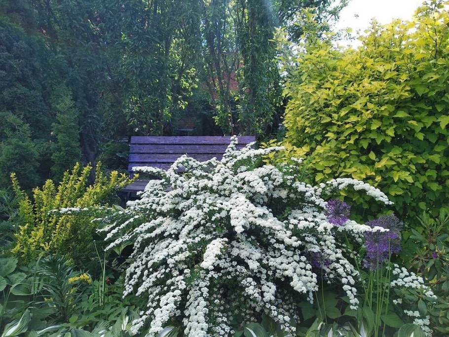 Спирея Вангутта Грефшейм