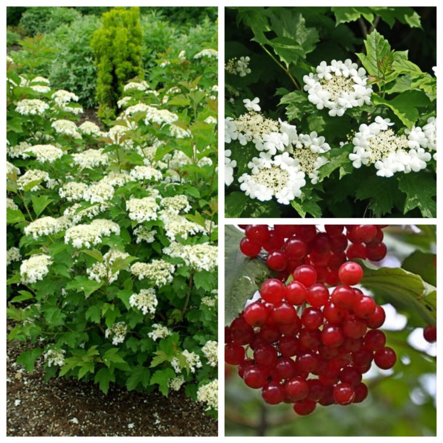 Калина обыкновенная куст