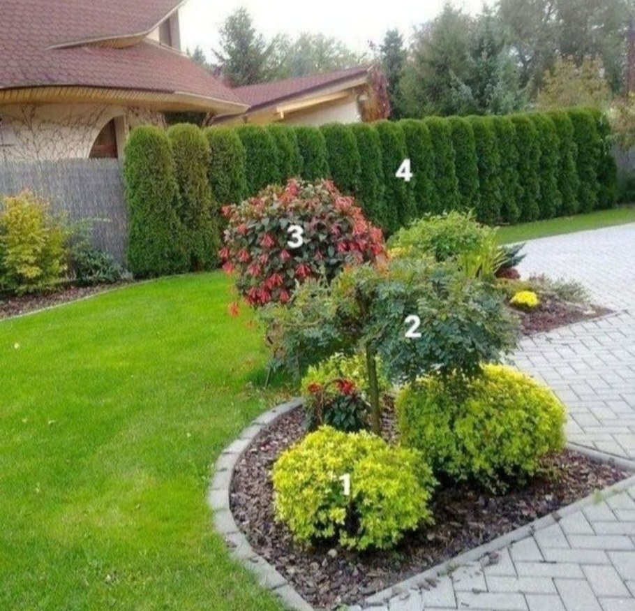 Хвойники Барбарис спирея