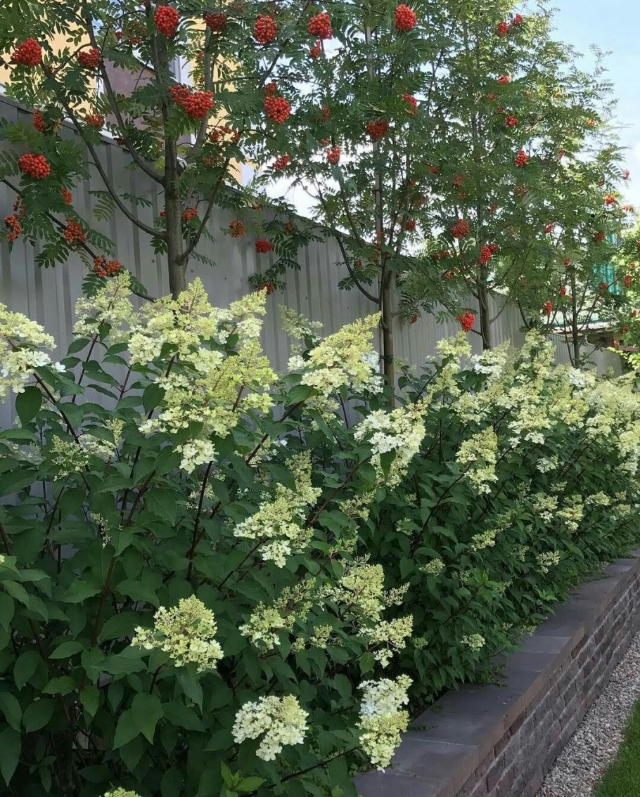 Калина обыкновенная Фастигиата