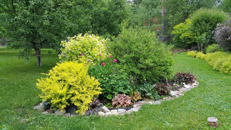 Барбарис Тунберга Ауреа