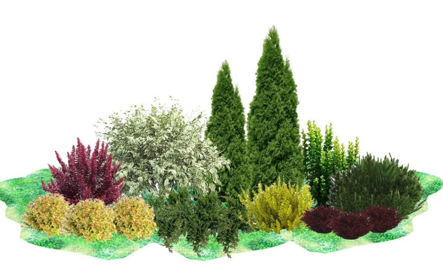 Туя Смарагд и Барбарис