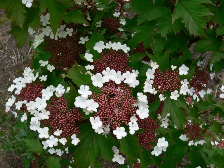 Viburnum sargentii