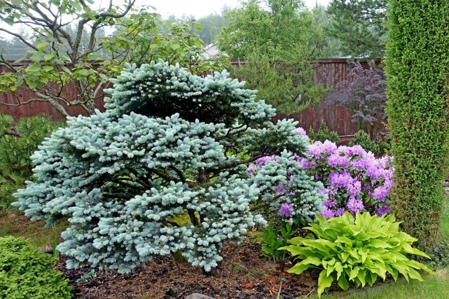 Ель Глаука Глобоза подушковидная