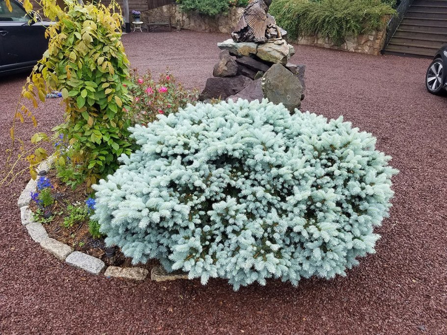 Туя Глаука Глобоза