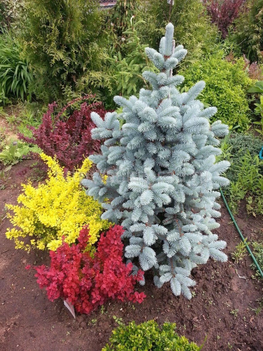 Хупси голубая ель