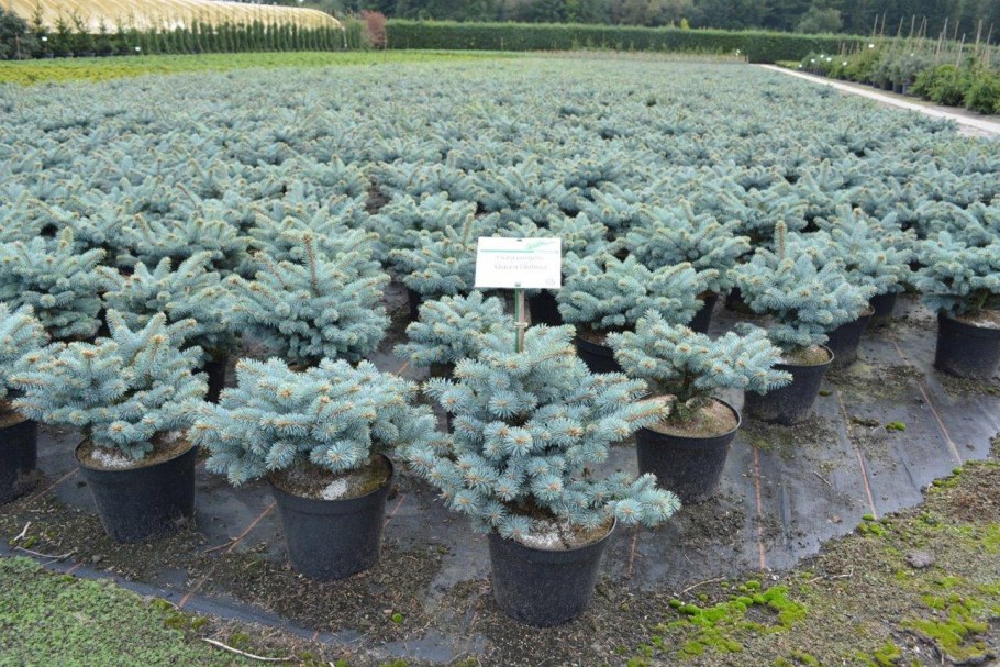 Picea pungens glauca globosa на штамбе