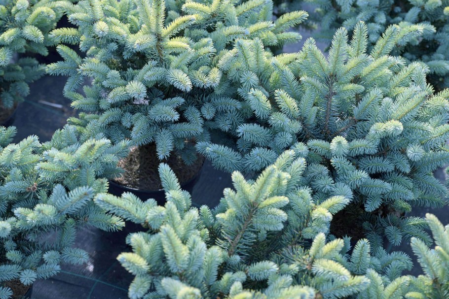 Picea pungens зеленая