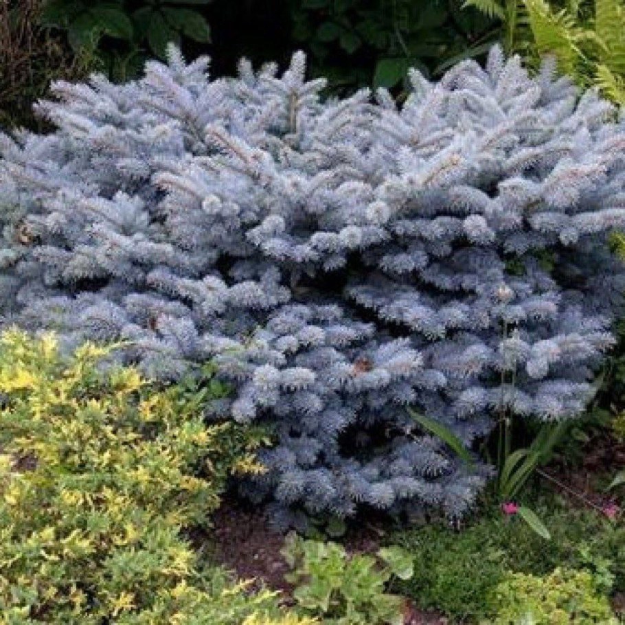 Ель Глаука Глобоза